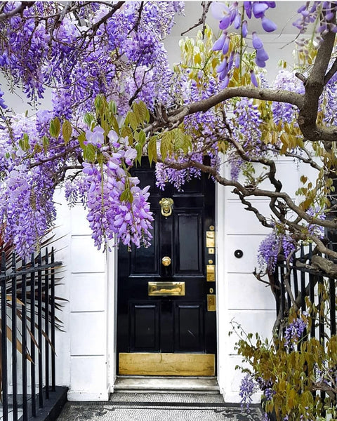 Wisteria Time